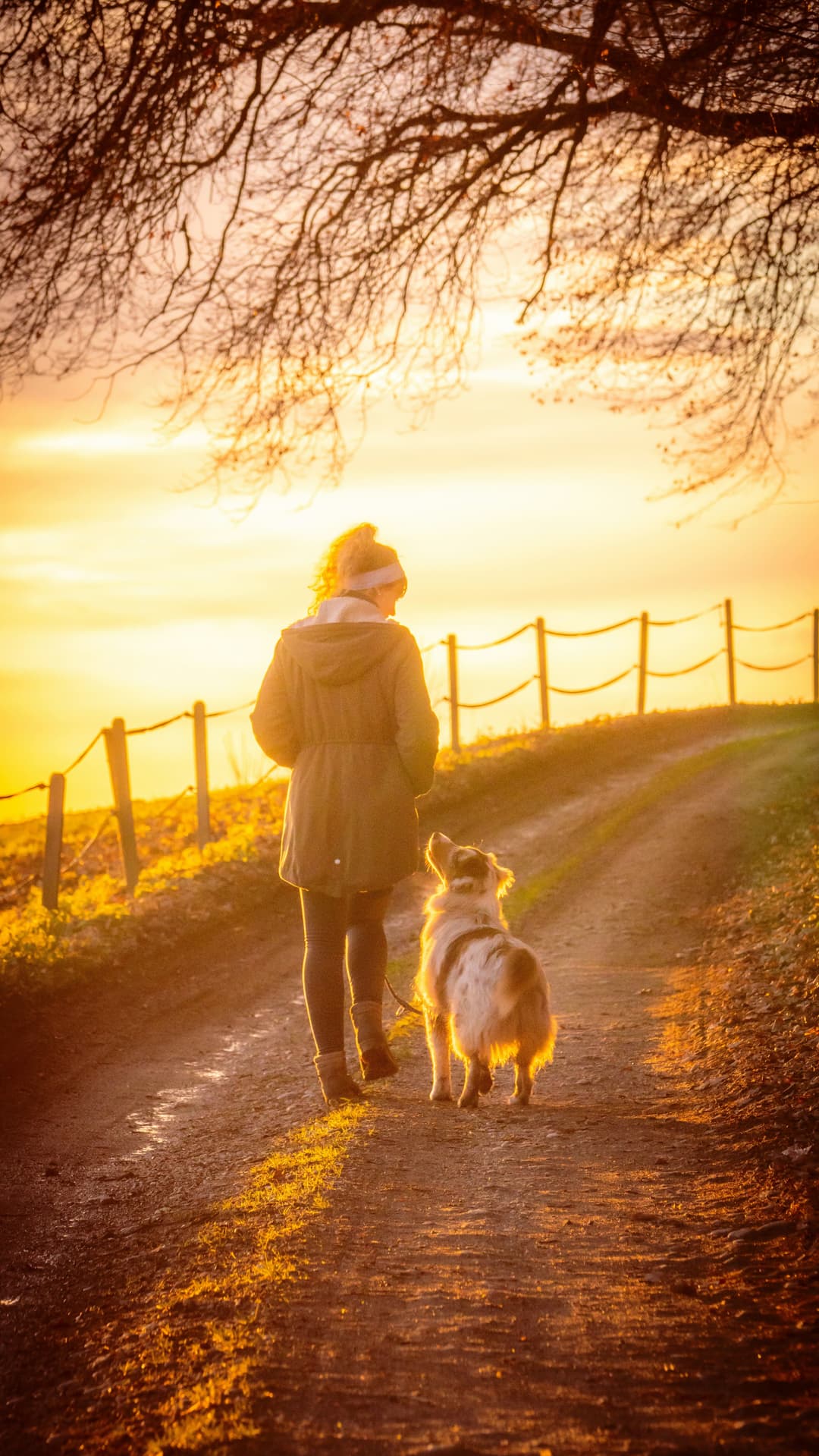 Happy dog with owner